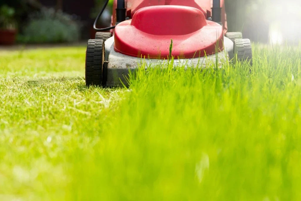 Fresh clearance cut grass