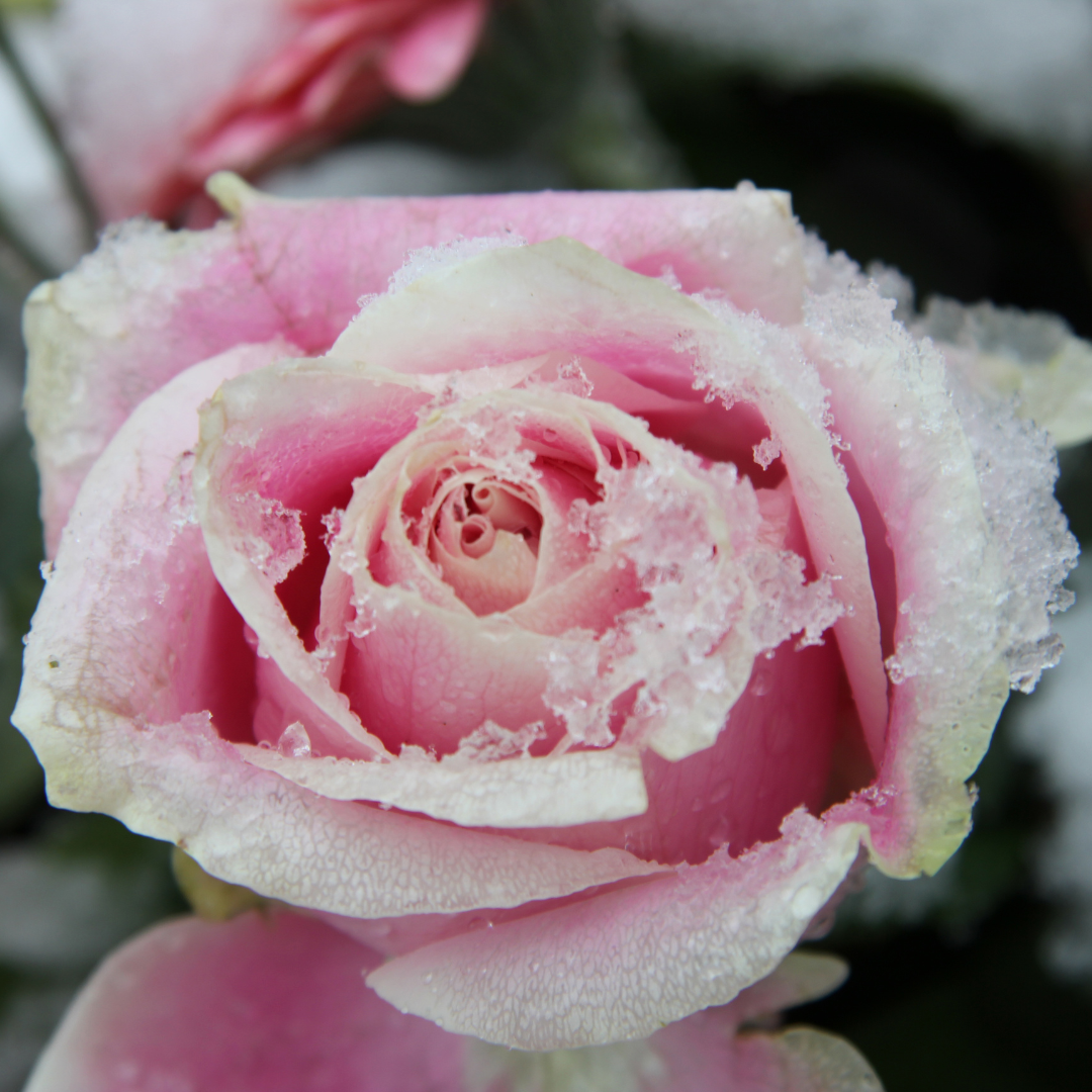 Winter Rose and Pink Pepper Snap Bar