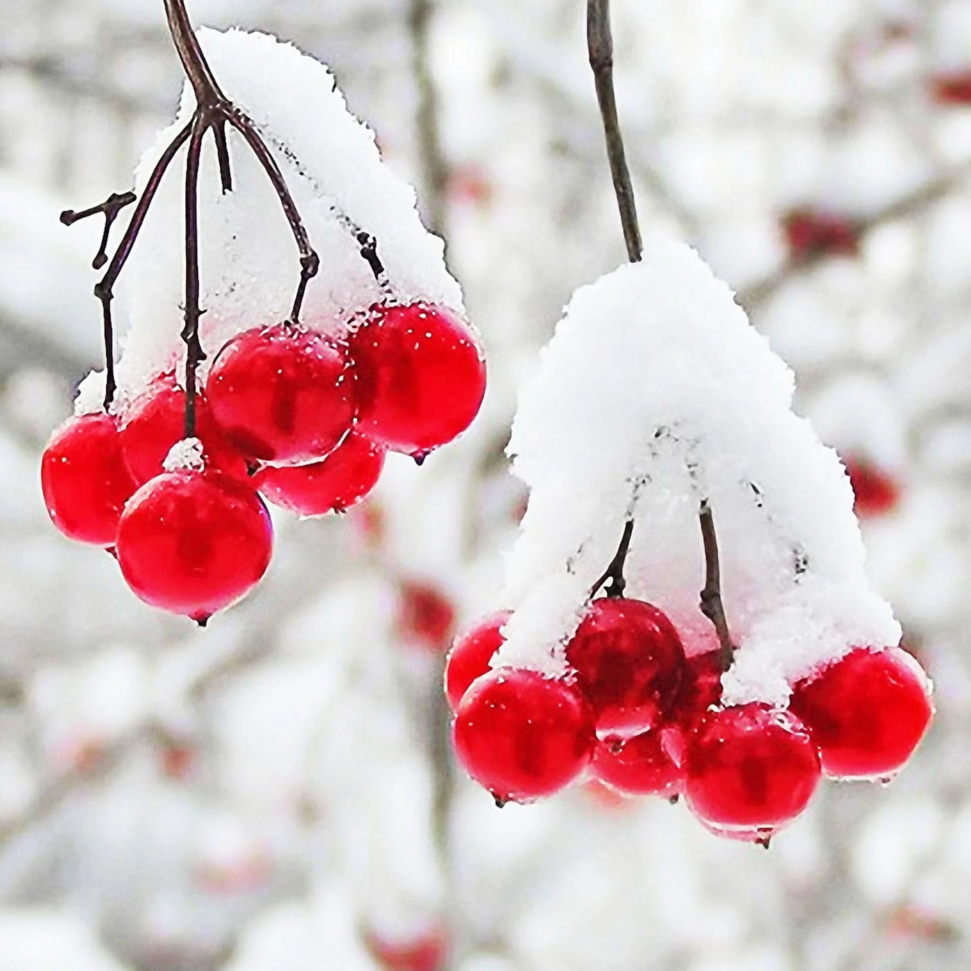 Winter Berries