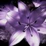 Lenora Moonlight Lilly  20g Shot Pot
