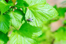 Citronella Berry