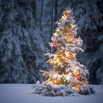 Zoflo Sparkling Spruce