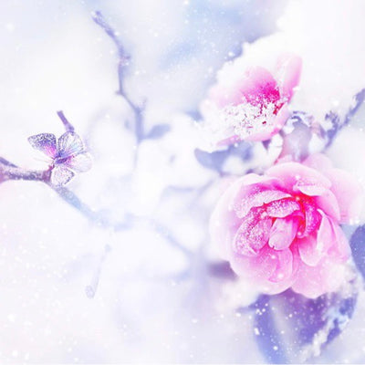 Frosted Rose Wonderland