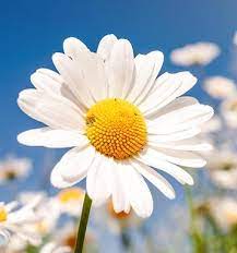 Daisy 20g Shot Pot