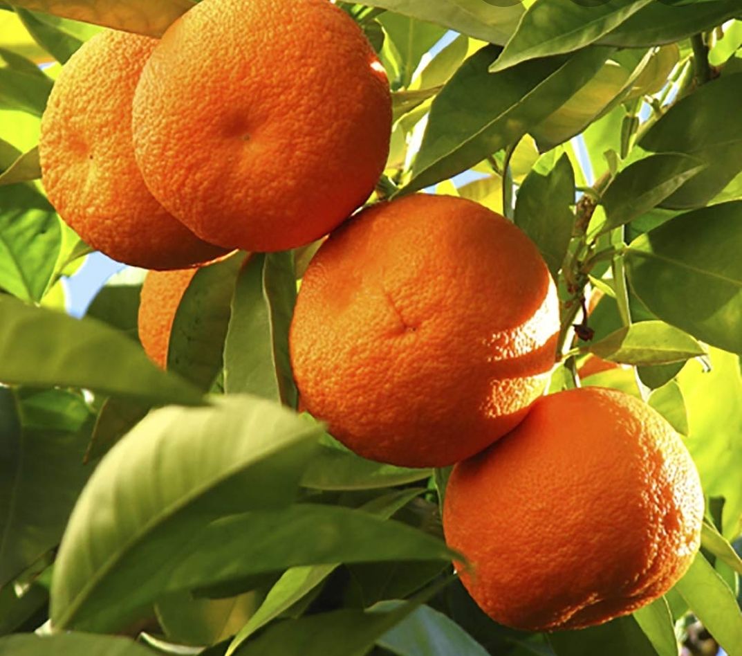 Zoflo Citrus Fresh 20g Shot Pot