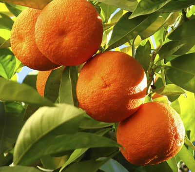 Zoflo Citrus Fresh 20g Shot Pot