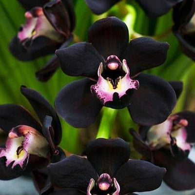 TF Black Orchid 20g Shot Pot
